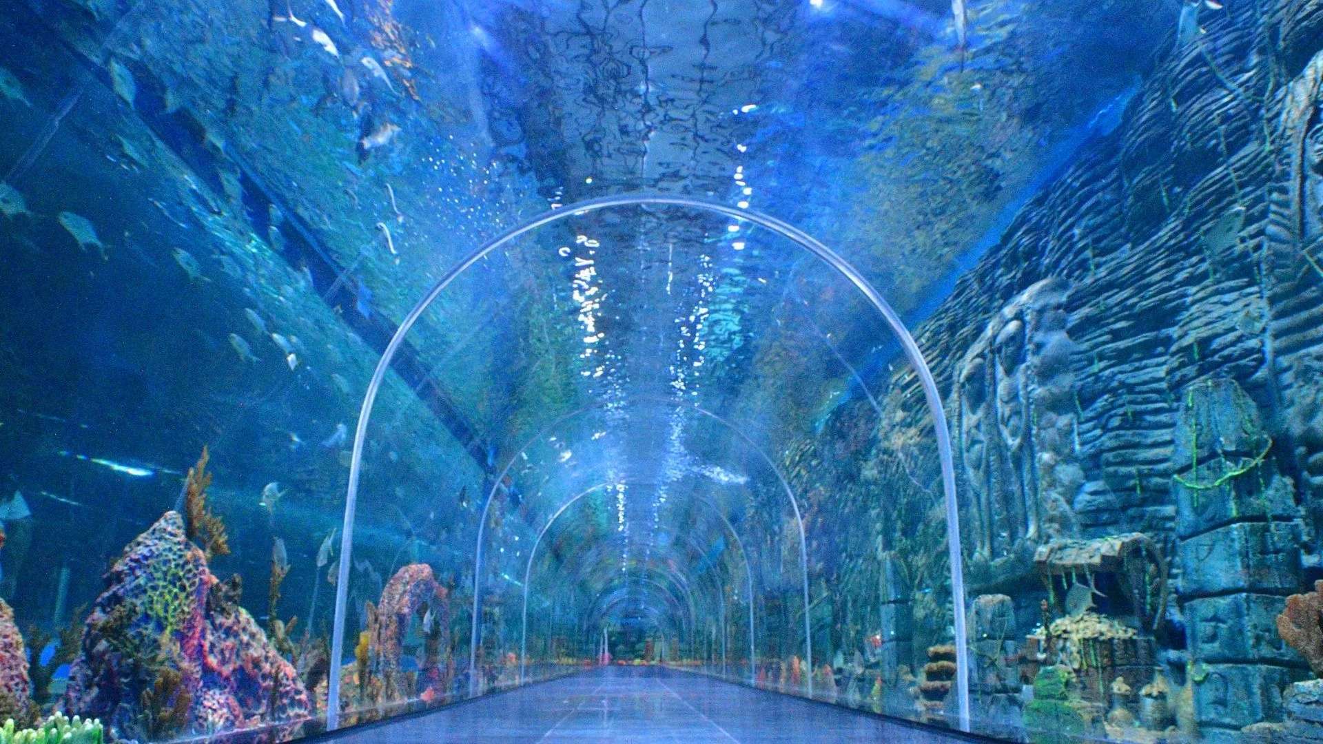 Why the Underwater Tunnel at Aquarium Paradise is a Must-See